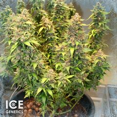 Gelato Auto, Фасовка: 5